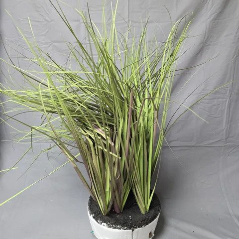 OUTLET K BY KELLY HOPPEN LOMANDRA GRASS – INDOOR/OUTDOOR DECORATIVE PLANT