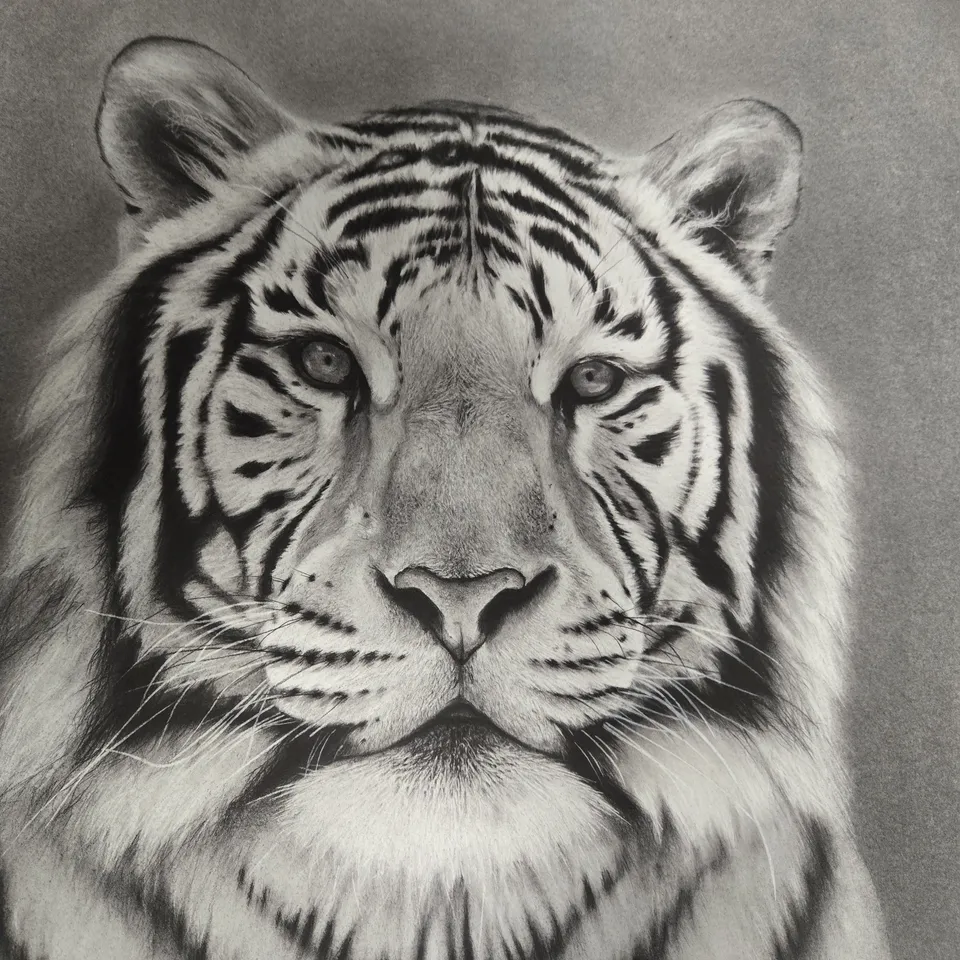 ROBERT BUCHANAN ALBION 2025 LIMITED EDITION GICLEE PRINT – TIGER PORTRAIT (AP 01)