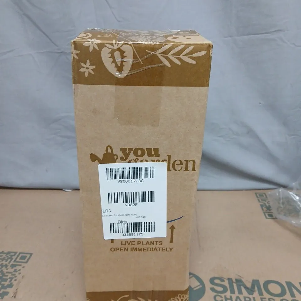 YOU GARDEN QUEEN ELIZABETH ROSE BARE ROOT
