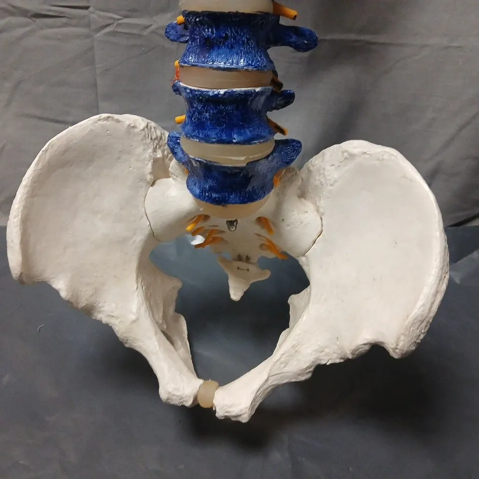 ANATOMICAL SPINE MODEL WITH PELVIS – COLOUR-CODED VERTEBRAE