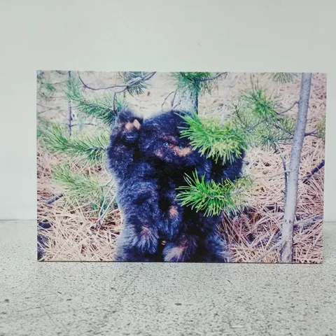 BLACK BEAR CUB CANVAS ART PRINT