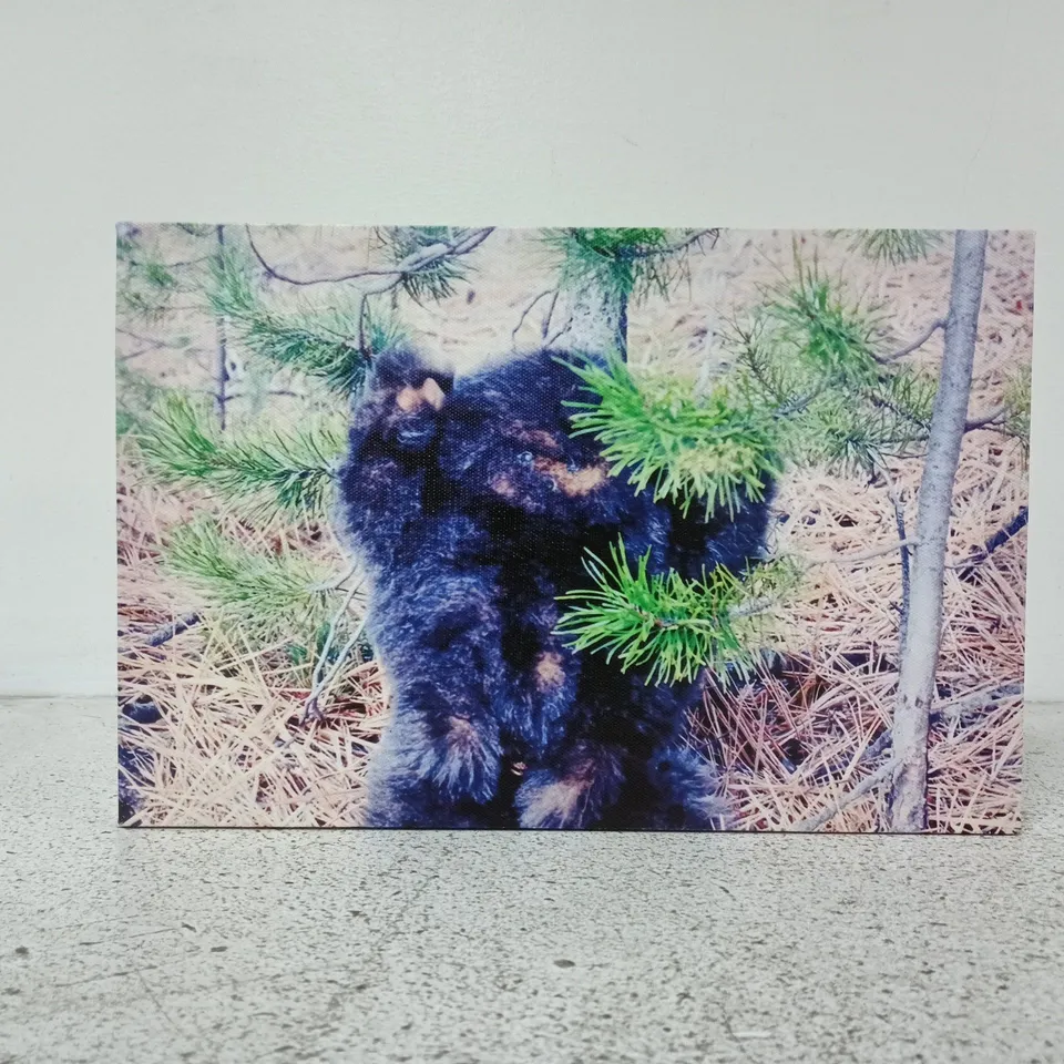BLACK BEAR CUB CANVAS ART PRINT