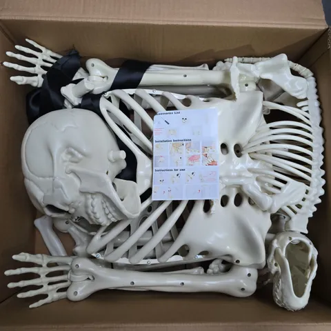 ANATOMICAL SKELETON MODEL FOR EDUCATION/DECORATION – BOXED