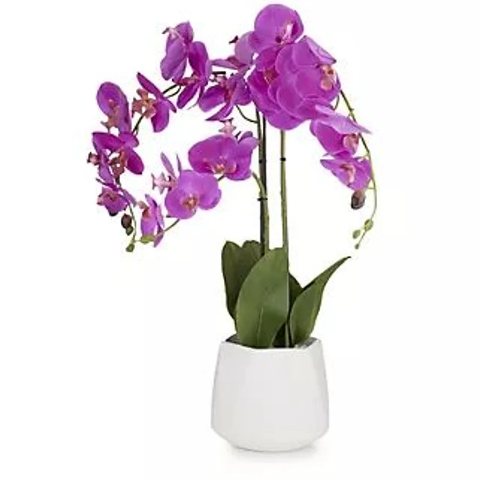 JM BY JULIEN MACDONALD MULTI STEM ORCHID IN WHITE GLAZED POT IN FUSCHIA