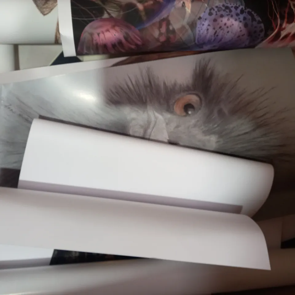 BOX OF APPROXIMATELY 10 ASSORTED ANIMAL THEMED ARTWORK ITEMS TO INCLUDE BEE ART PRINT, DOG SKETCH ART PRINT, ETC