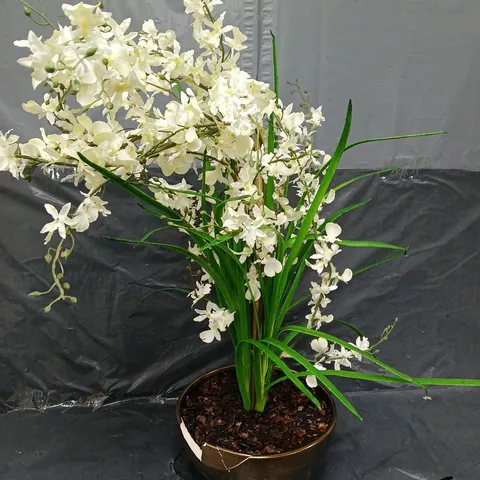 BOXED DANCING PEONY POTTED ORCHID - COLLECTION ONLY 