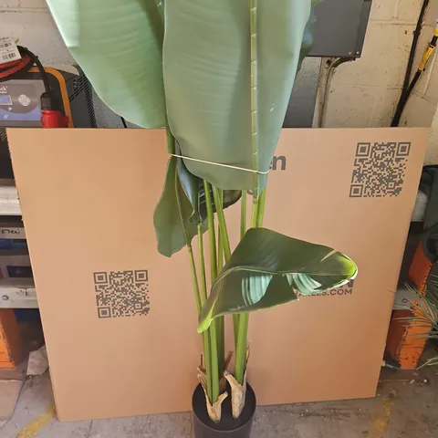 LARGE PLASTIC PLANT / COLLECTION ONLY