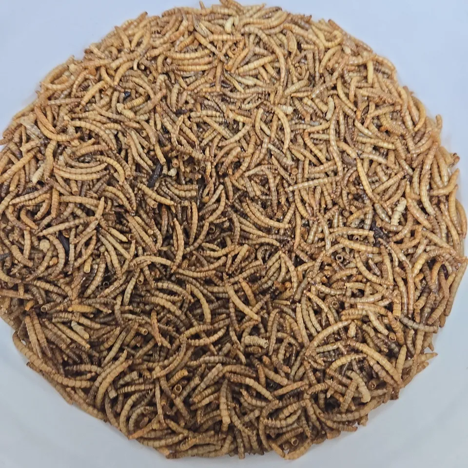BUCKET OF DRIED MEALWORMS BIRD FEED