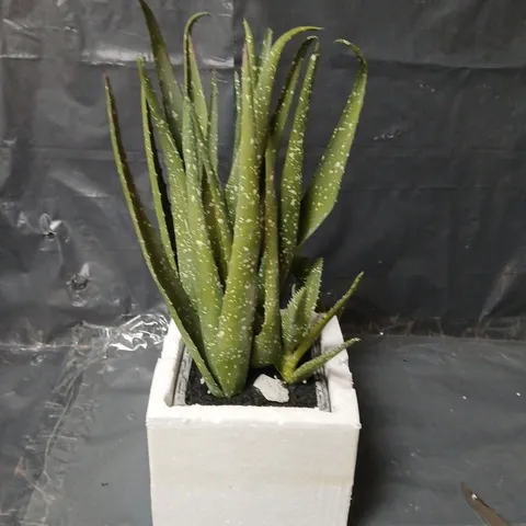 ALOE VERA PLANT IN A POT
