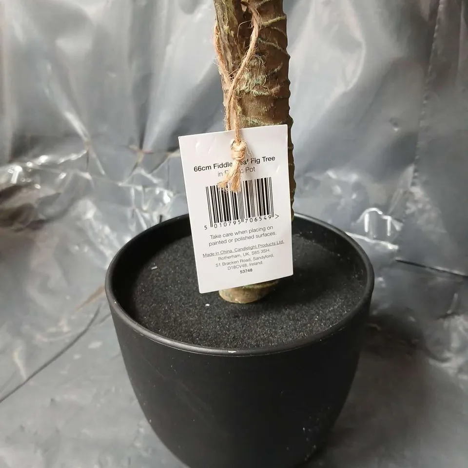 66CM FIDDLE LEAF FIG TREE IN PLASTIC POT