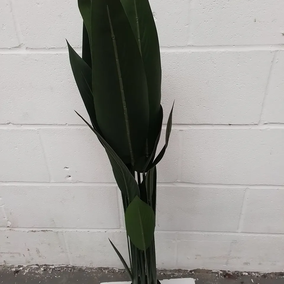 BOXED PLANT BIRDS OF PARADISE - COLLECTION ONLY 