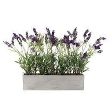 PEONY LAVENDER SET IN A CONCRETE PLANTER