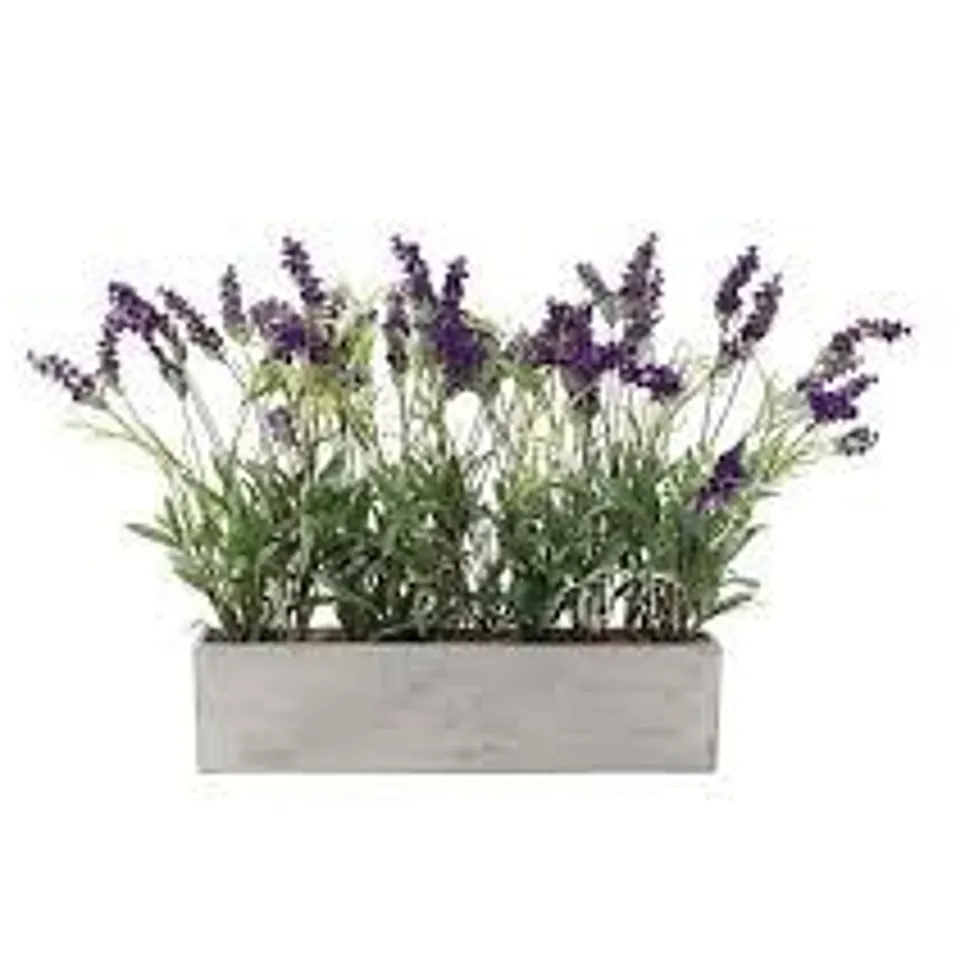 PEONY LAVENDER SET IN A CONCRETE PLANTER