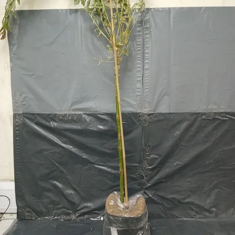 SALIX FLAMINGO STANDARD 90CM - COLLECTION ONLY 