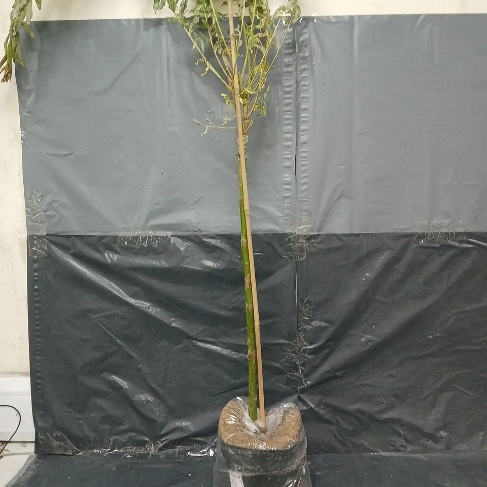 SALIX FLAMINGO STANDARD 90CM - COLLECTION ONLY 